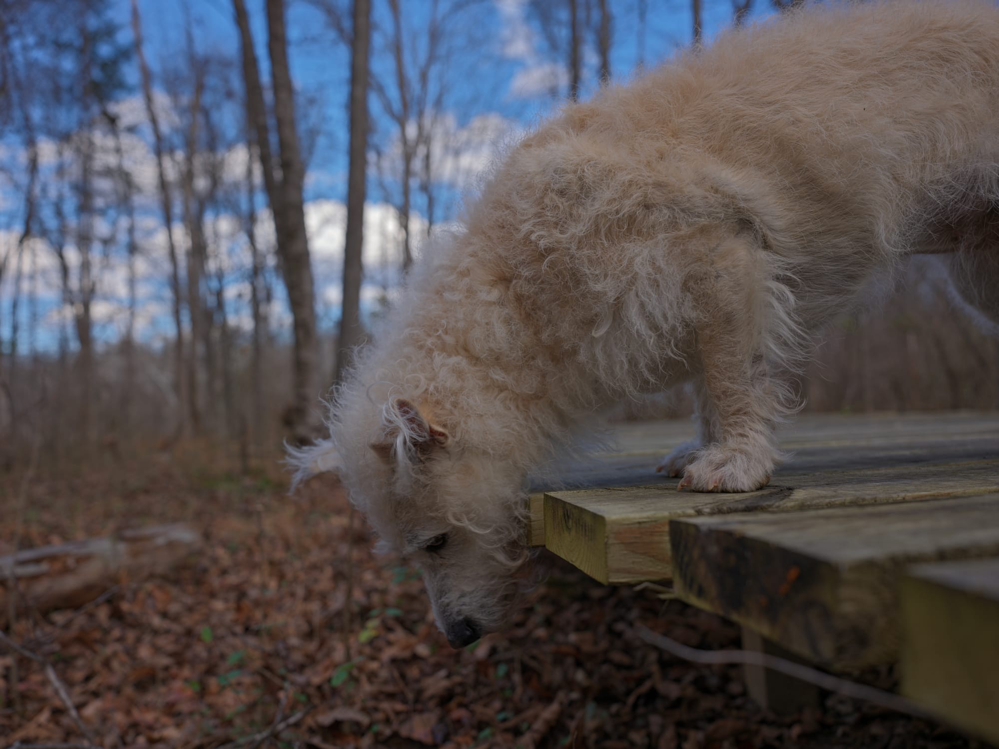 There's something under the boardwalk by Konrad Michels